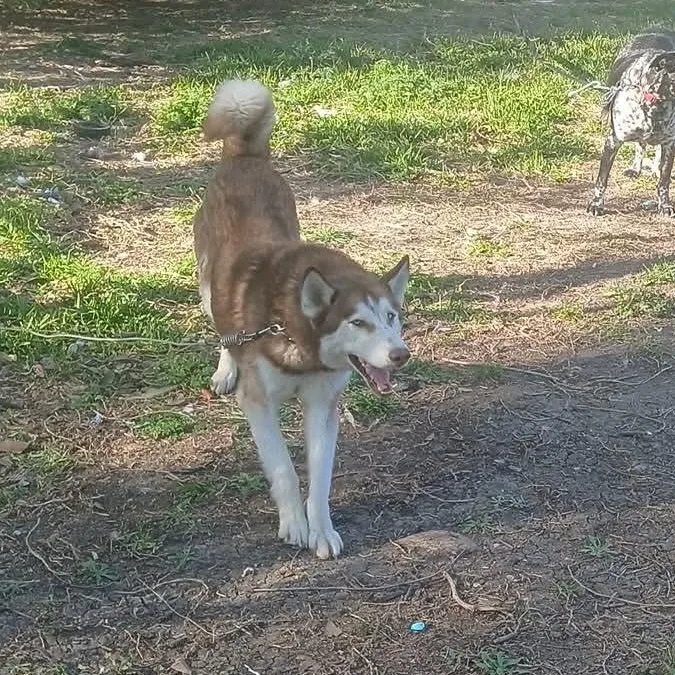 Best Buddy thumbnail 2