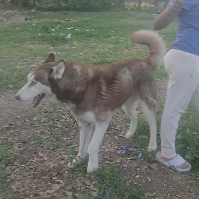 Best Buddy thumbnail 3