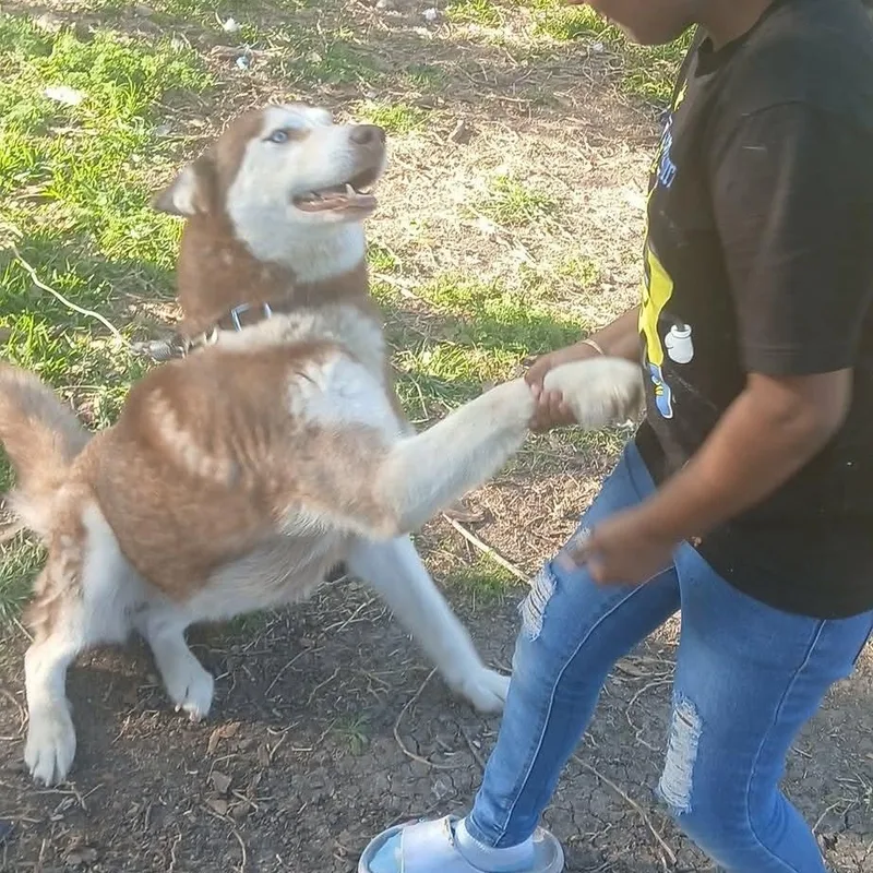 Best Buddy thumbnail 4