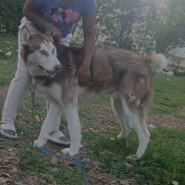 Best Buddy thumbnail 5