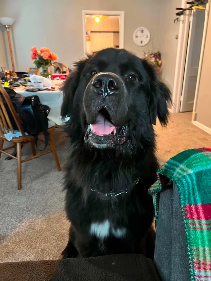 A young extra large-sized male Newfoundland Dog dog named Bear for adoption in Duluth, MN