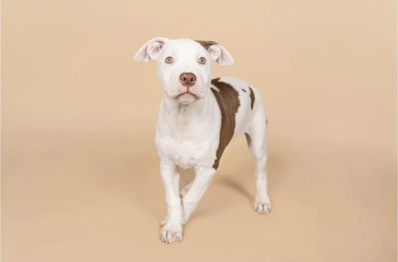 A young medium-sized female American Staffordshire Terrier dog named Spottie for adoption in MOORESVILLE, NC