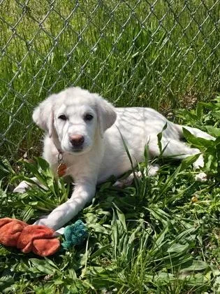 A baby small-sized female Great Pyrenees dog named Jane for adoption in Salem, NH