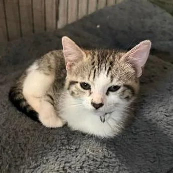 A baby small-sized female Gray / Blue / Silver Domestic Short Hair cat named Sundae for adoption in San Antonio, TX