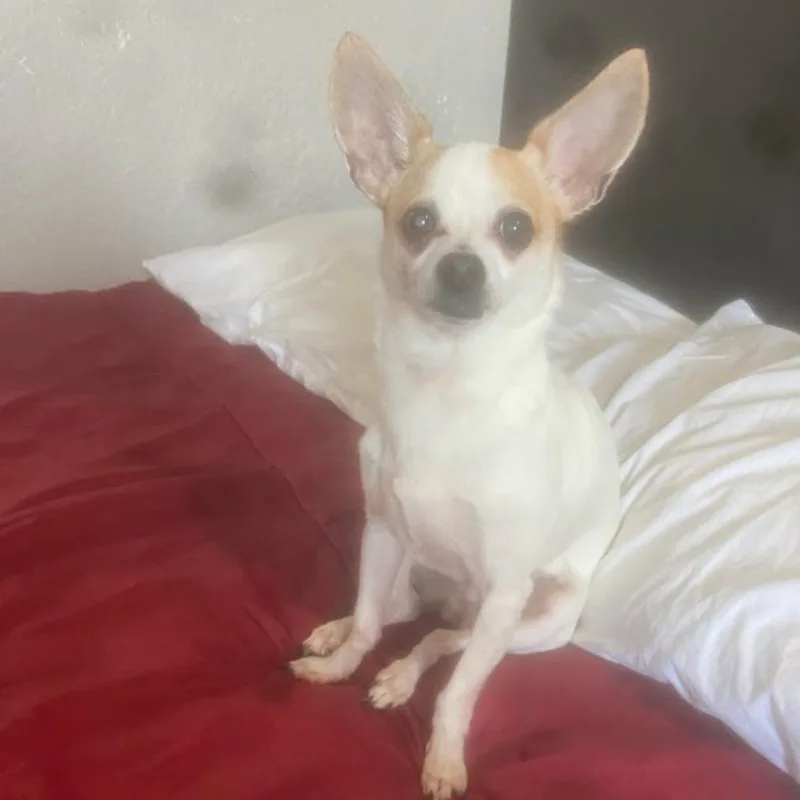A senior small-sized female Chihuahua dog named Punky for adoption in Nashville, TN