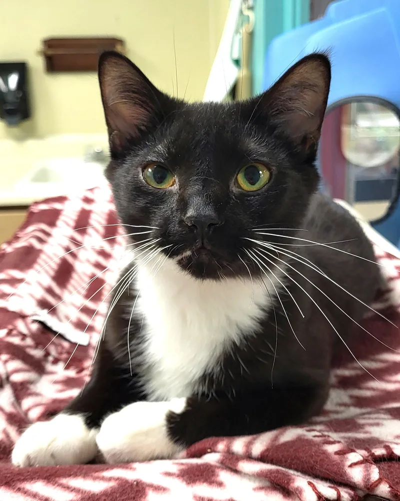 A baby medium-sized male Black & White / Tuxedo Domestic Short Hair cat named Grogu for adoption in Grayslake, IL