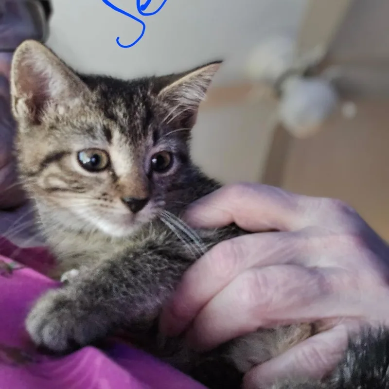 A baby small-sized female Brown / Chocolate Domestic Short Hair cat named Jenny for adoption in Alexandria, VA