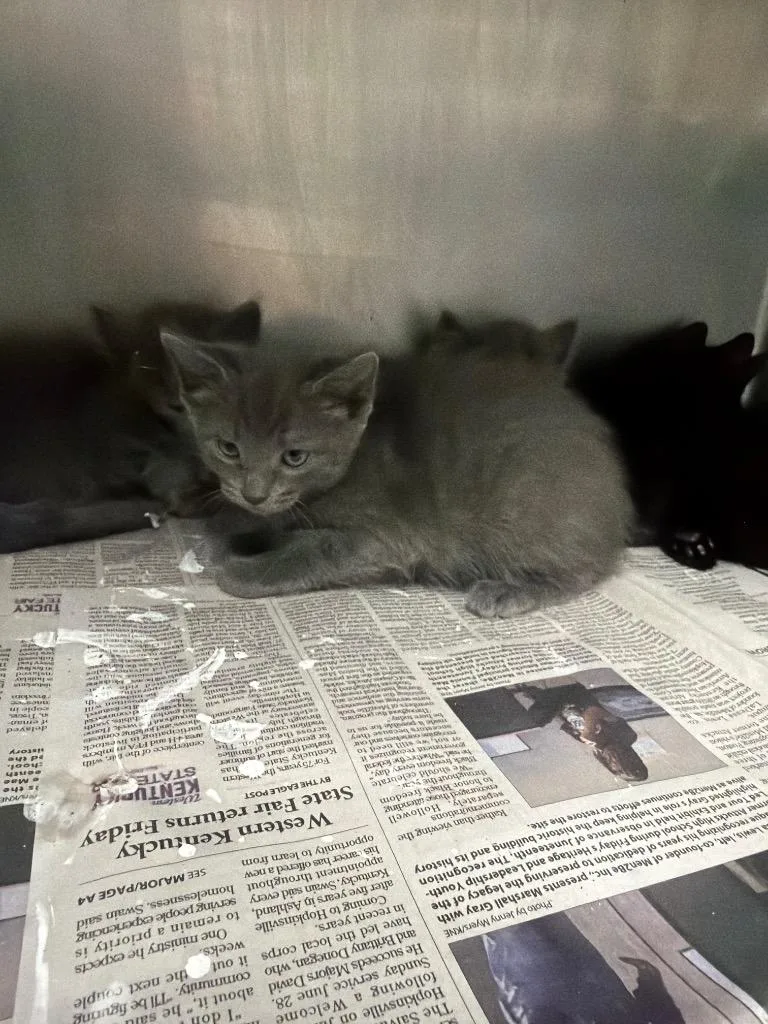 A baby small-sized female Domestic Short Hair cat named Mary for adoption in Hopkinsville, KY