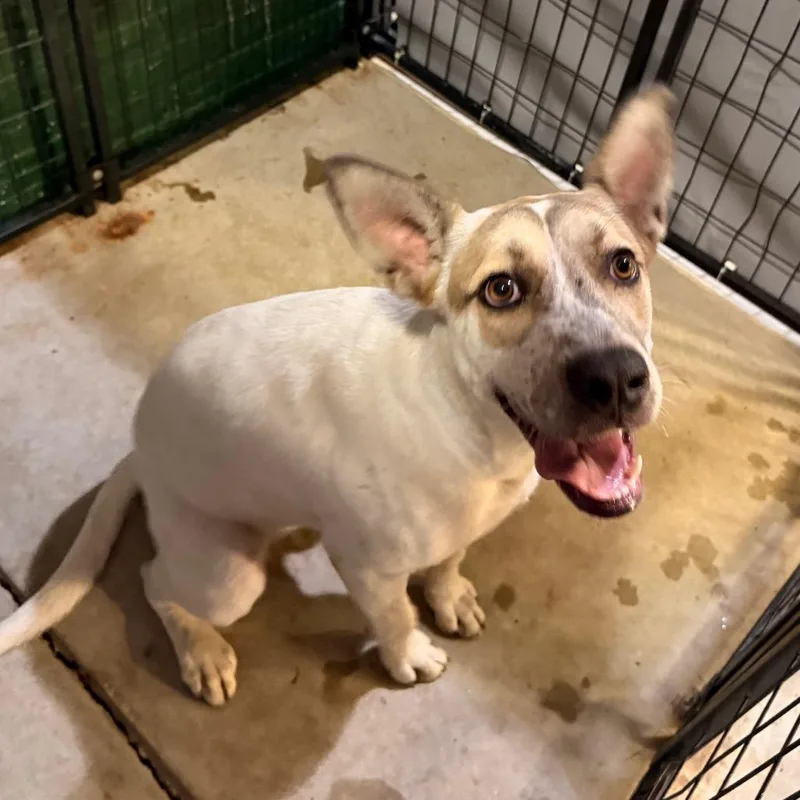 A young medium-sized female Labrador Retriever dog named Keely for adoption in Birmingham, AL