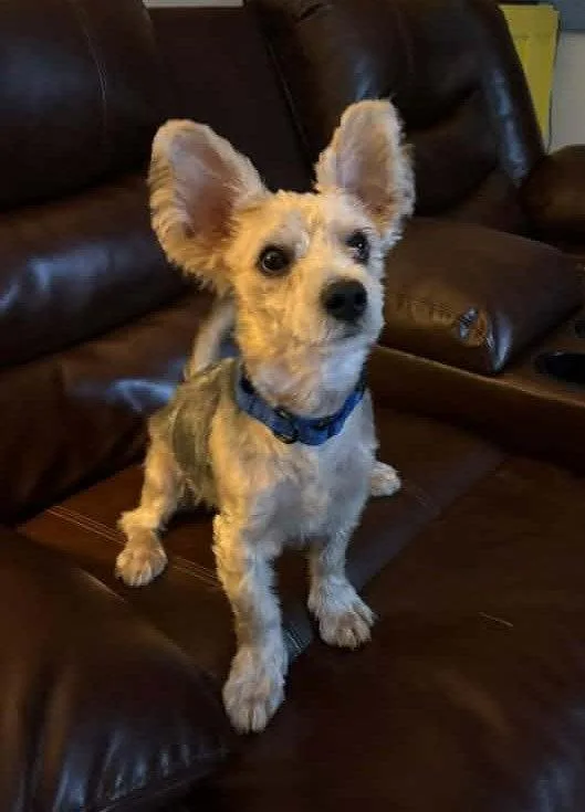 A young small-sized male Yorkshire Terrier dog named Percy for adoption in Rochester, NY