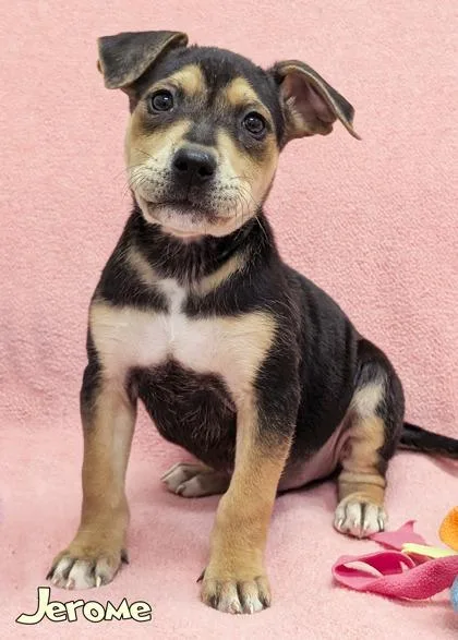 A baby small-sized male Fox Terrier dog named Jerome for adoption in Mason, MI