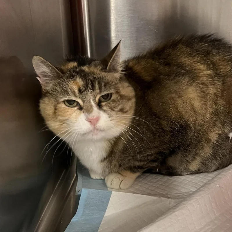 A senior large-sized female Calico Domestic Short Hair cat named Snickers for adoption in Salt Lake City, UT