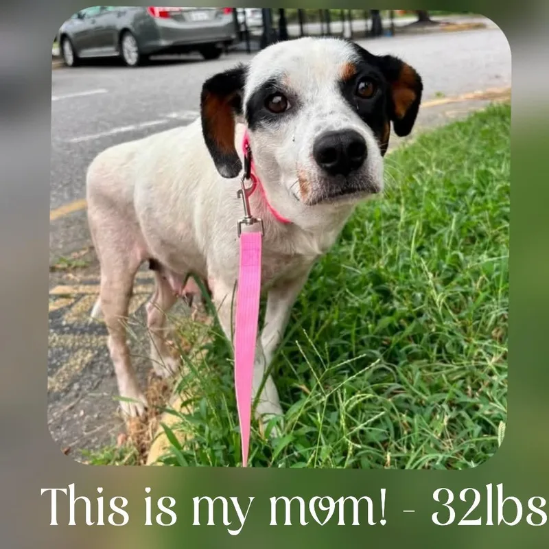 A baby medium-sized male White / Cream Mixed Breed dog named Billy for adoption in Fredericksburg, VA