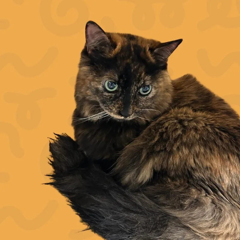 A senior medium-sized female Calico Domestic Long Hair cat named Tweety for adoption in Reno, NV