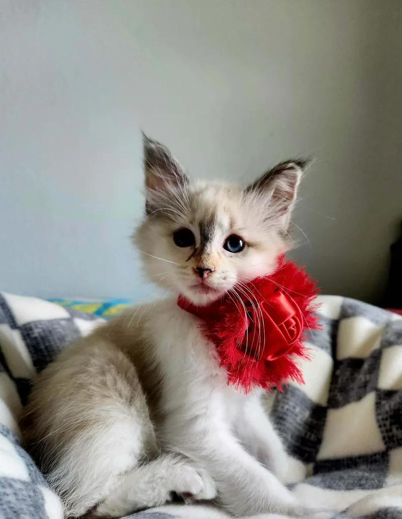 Rosita Daughter Of Angelina. thumbnail 2