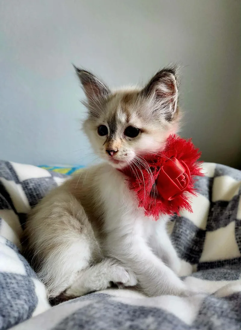 Rosita Daughter Of Angelina. thumbnail 3