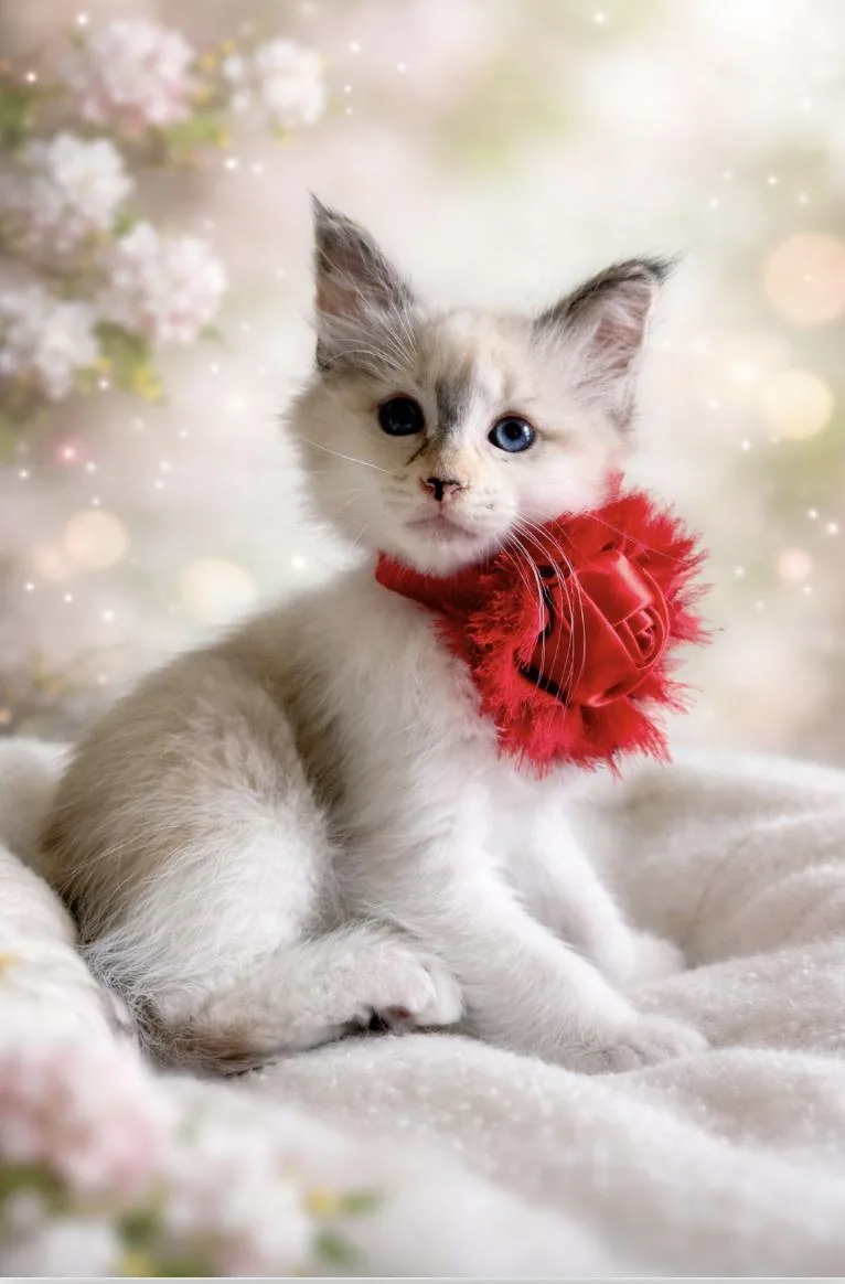 Rosita Daughter Of Angelina.