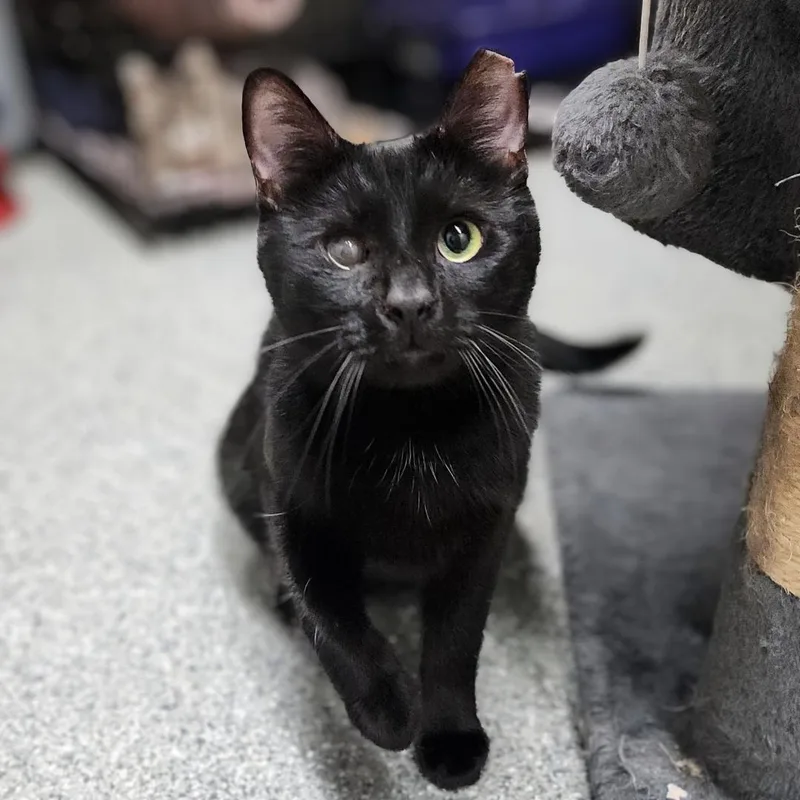 A young medium-sized male Black Domestic Short Hair cat named Georgie for adoption in Pittsburgh, PA