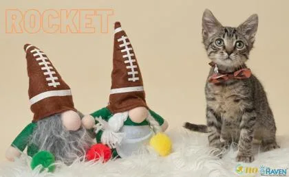 A young small-sized male Domestic Short Hair cat named Rocket for adoption in Fairhope, AL