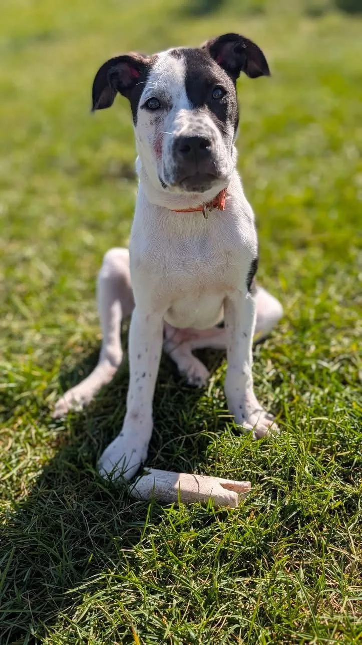 A baby medium-sized male Pit Bull Terrier dog named Cruiser Burt for adoption in Germantown, OH