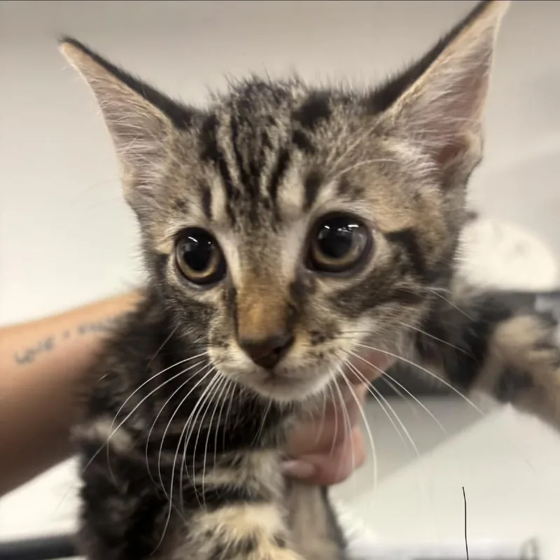 A baby small-sized male Black Domestic Short Hair cat named Patrick for adoption in Tampa, FL