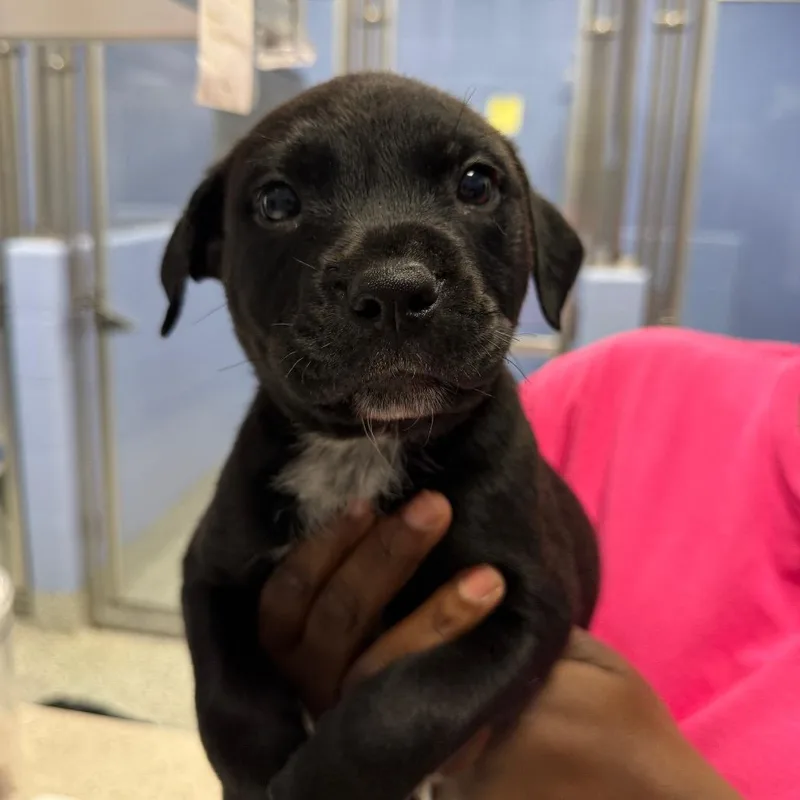 A baby small-sized male Black Mixed Breed dog named Aladdin for adoption in Madisonville, TN