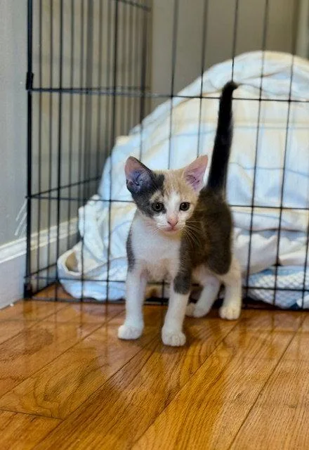 A baby small-sized female Domestic Short Hair cat named London for adoption in Philadelphia, PA