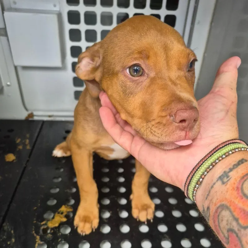 A baby small-sized female Red / Chestnut / Orange Mixed Breed dog named StrayCeliaDrive for adoption in Columbus, GA