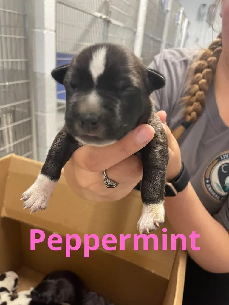 A baby medium-sized female Pit Bull Terrier dog named Peppermint for adoption in Livingston, LA