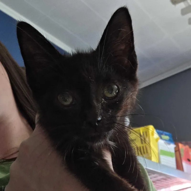 A baby small-sized male Black Domestic Short Hair cat named Meowser for adoption in Oak Hill, WV