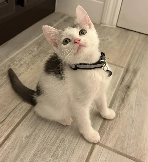 A baby small-sized male Black & White / Tuxedo American Shorthair cat named Hollywood for adoption in Maitland, FL