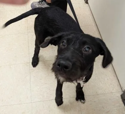 A baby large-sized female Pit Bull Terrier dog named Pop for adoption in Burlington, WA