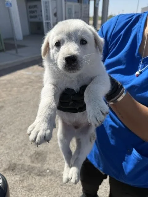 A young medium-sized male White / Cream Mixed Breed dog named Canelo for adoption in Hobbs, NM