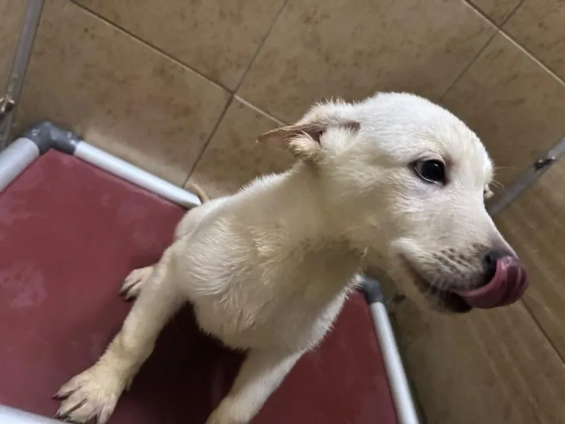 Canelo thumbnail 4