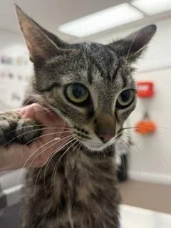 An adult small-sized female Domestic Short Hair cat named Audrey for adoption in South Bend, IN