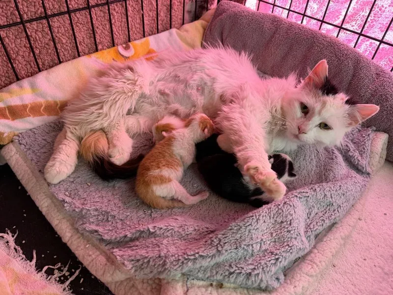 A baby small-sized male Domestic Short Hair cat named Louisiana for adoption in Glenfield, NY