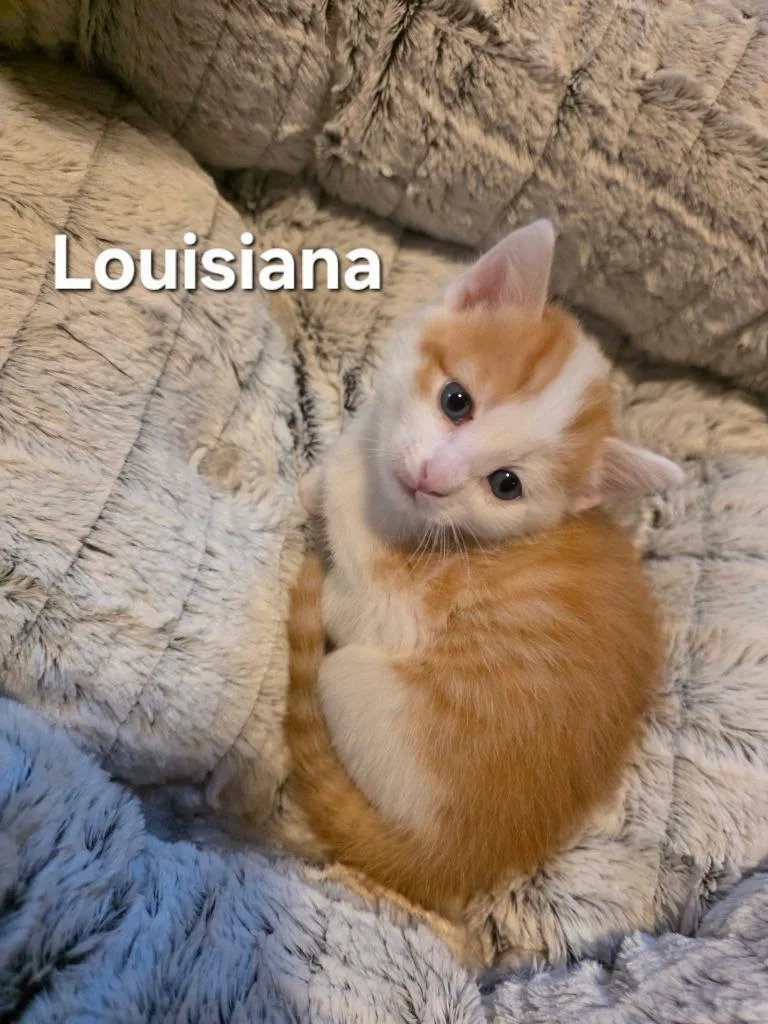 Louisiana thumbnail 2