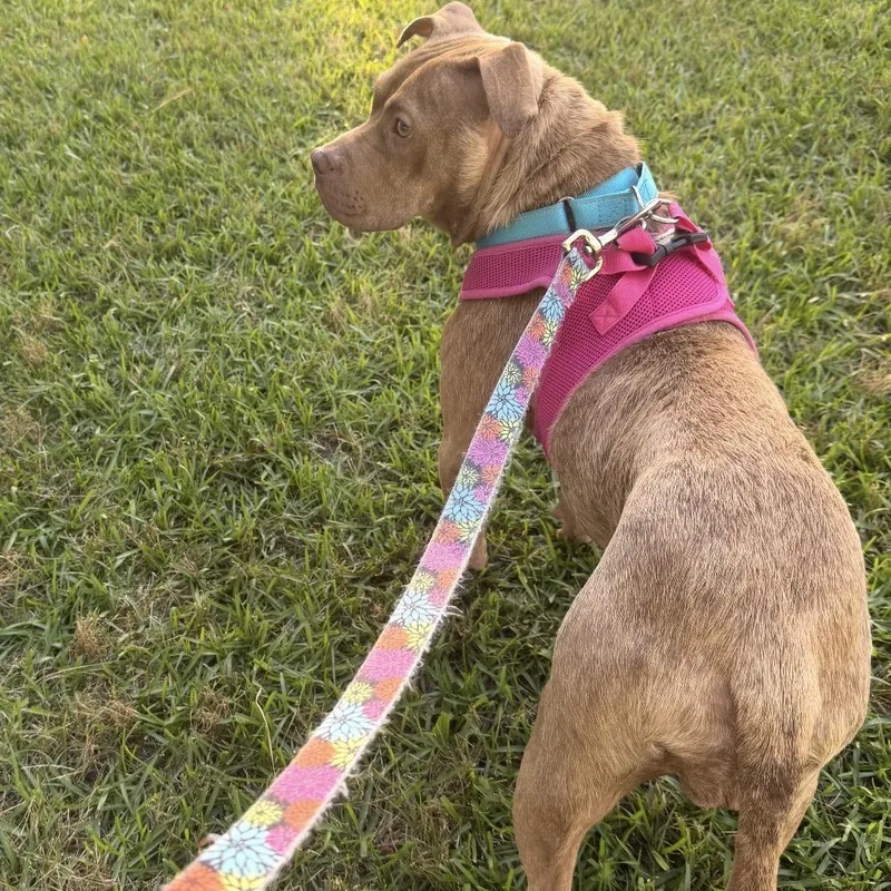 An adult medium-sized female Golden Pit Bull Terrier dog named Marci for adoption in Calabash, NC