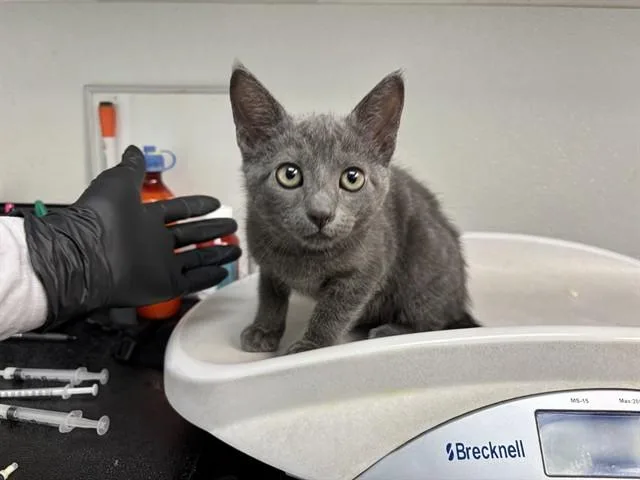 A baby small-sized female Domestic Short Hair cat named Glory for adoption in Antioch, CA