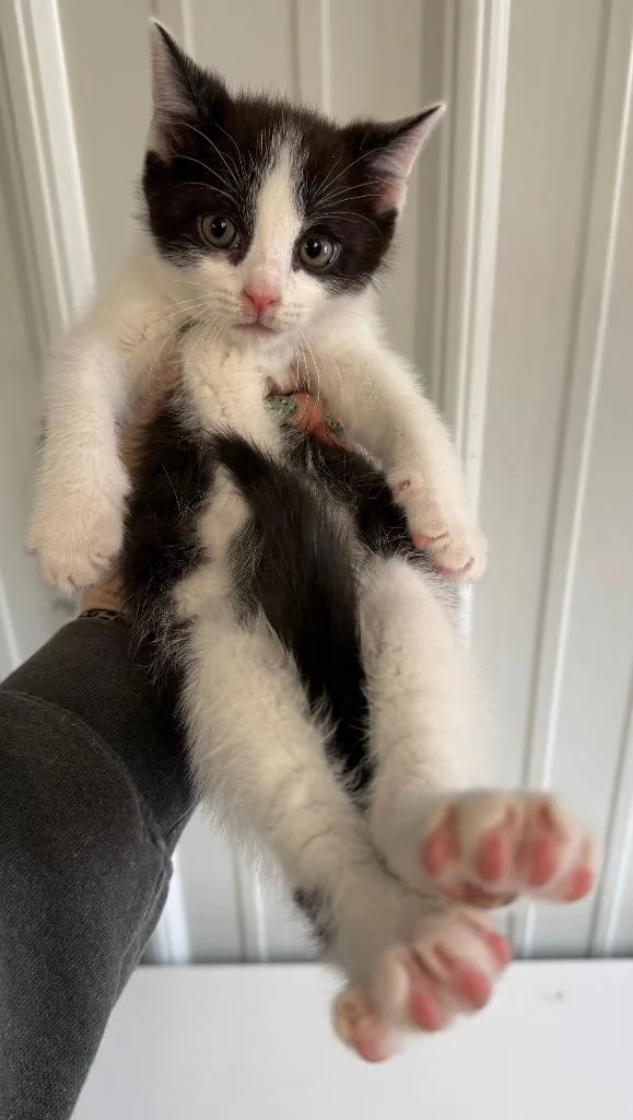 A baby small-sized male Domestic Short Hair cat named Spaz for adoption in Greencastle, IN