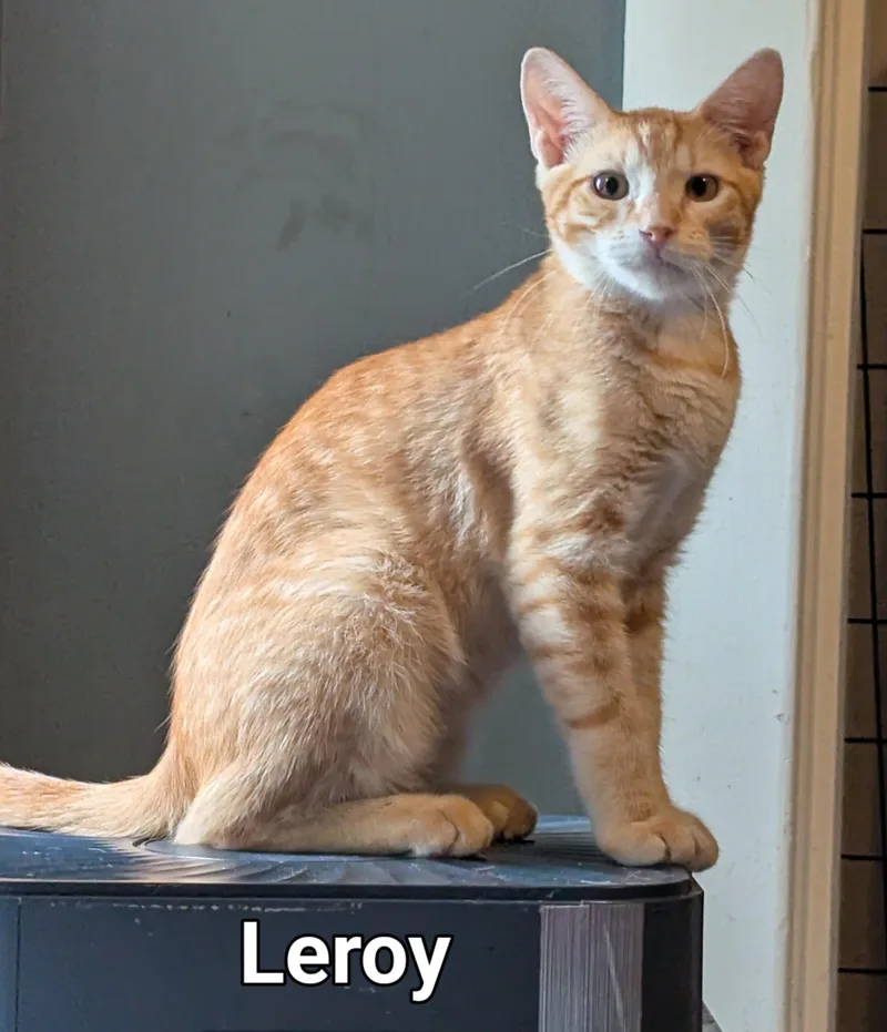 Leroy