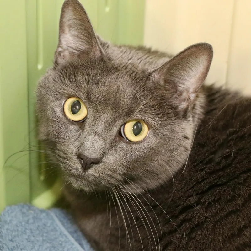 An adult large-sized male Gray / Blue / Silver Domestic Short Hair cat named Myael for adoption in Allentown, PA