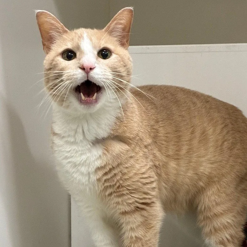 An adult medium-sized male Orange / Red Domestic Short Hair cat named Charlie for adoption in New Castle, DE