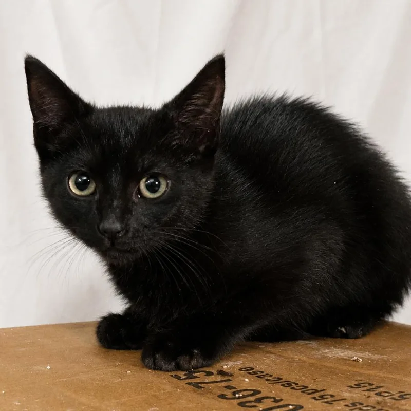 A young small-sized male Black Domestic Short Hair cat named Moss for adoption in Long Beach, CA