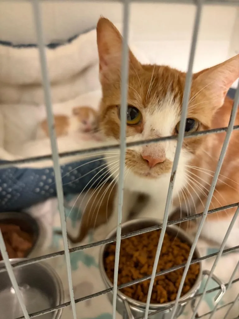 A young medium-sized female Domestic Short Hair cat named Havarti for adoption in Ada, OK