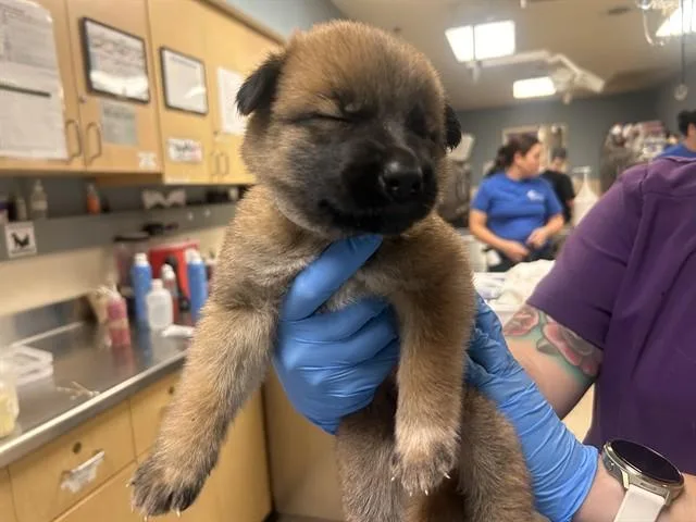 A baby small-sized female German Shepherd Dog dog named Vanessa for adoption in Riverside, CA