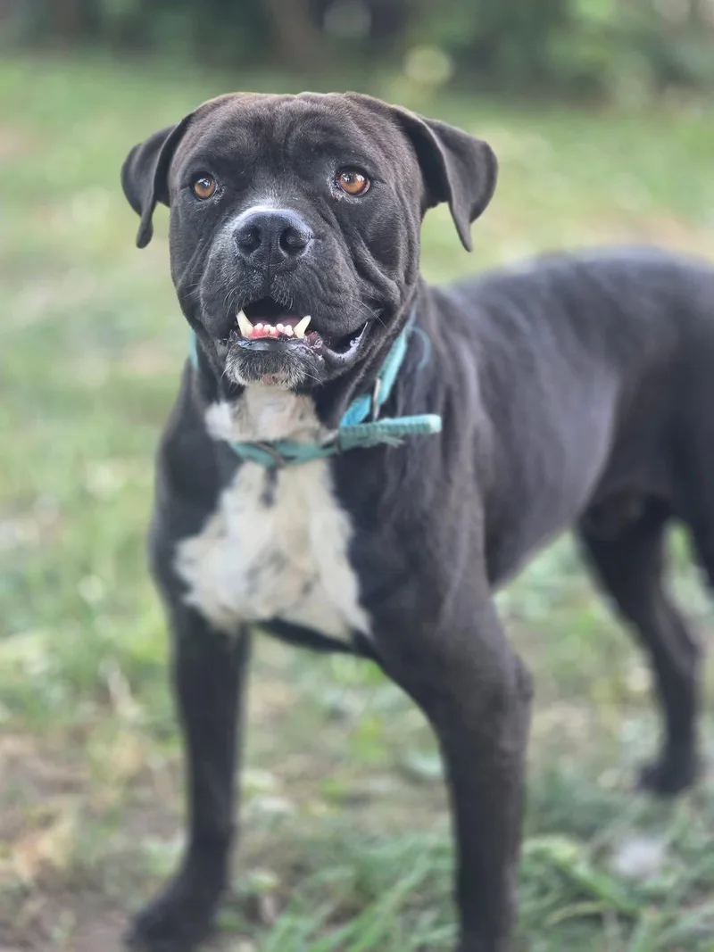 Pablo