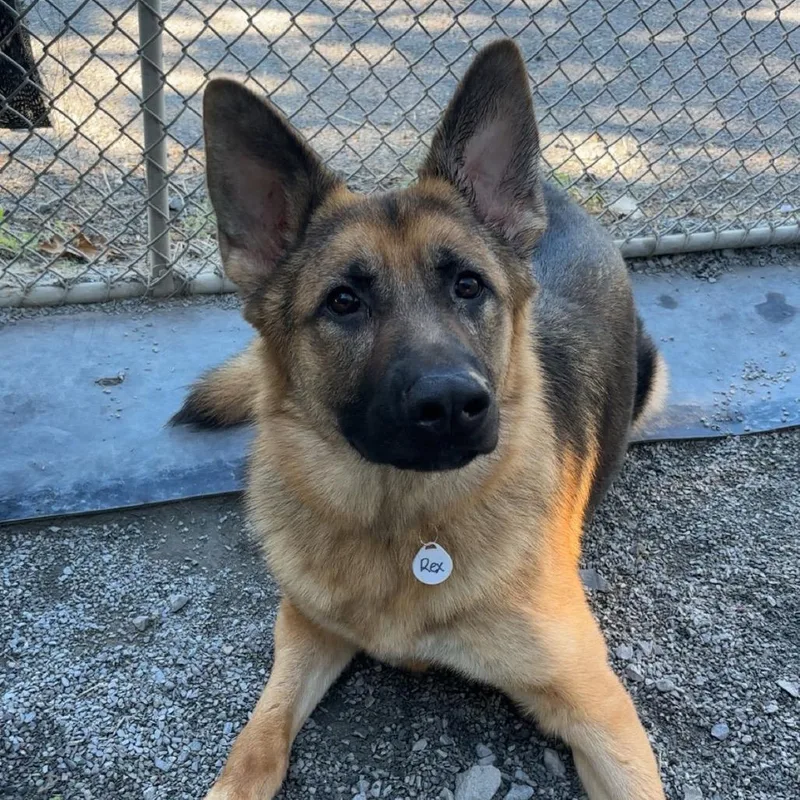 Rex