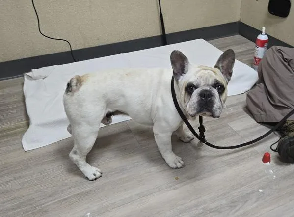 An adult medium-sized male French Bulldog dog named Centauro for adoption in Oceanside, CA