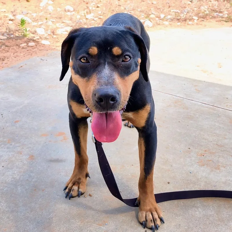 An adult medium-sized female Black Bluetick Coonhound dog named Dora for adoption in Kanab, UT